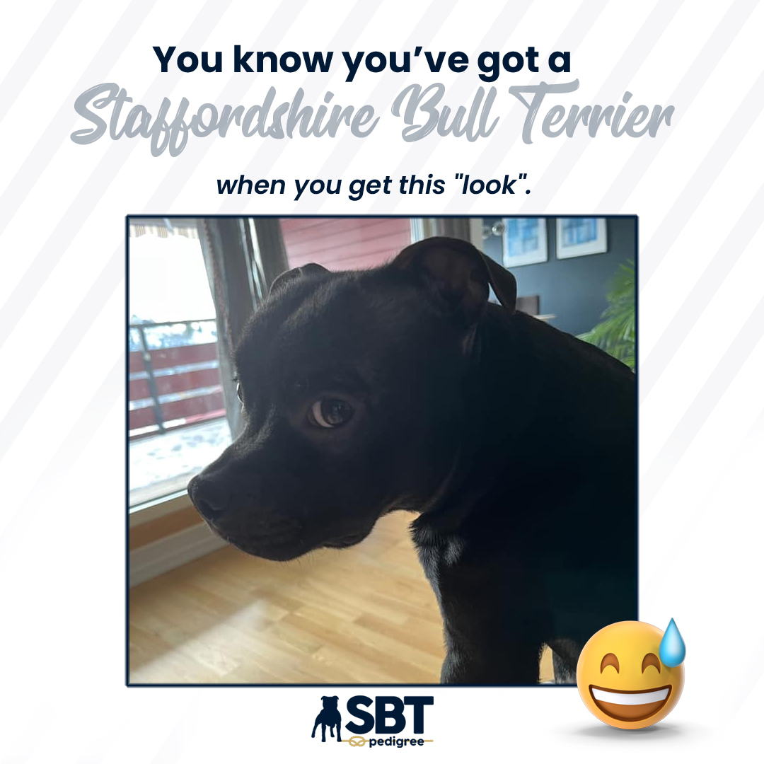 Staffordshire Bull Terrier