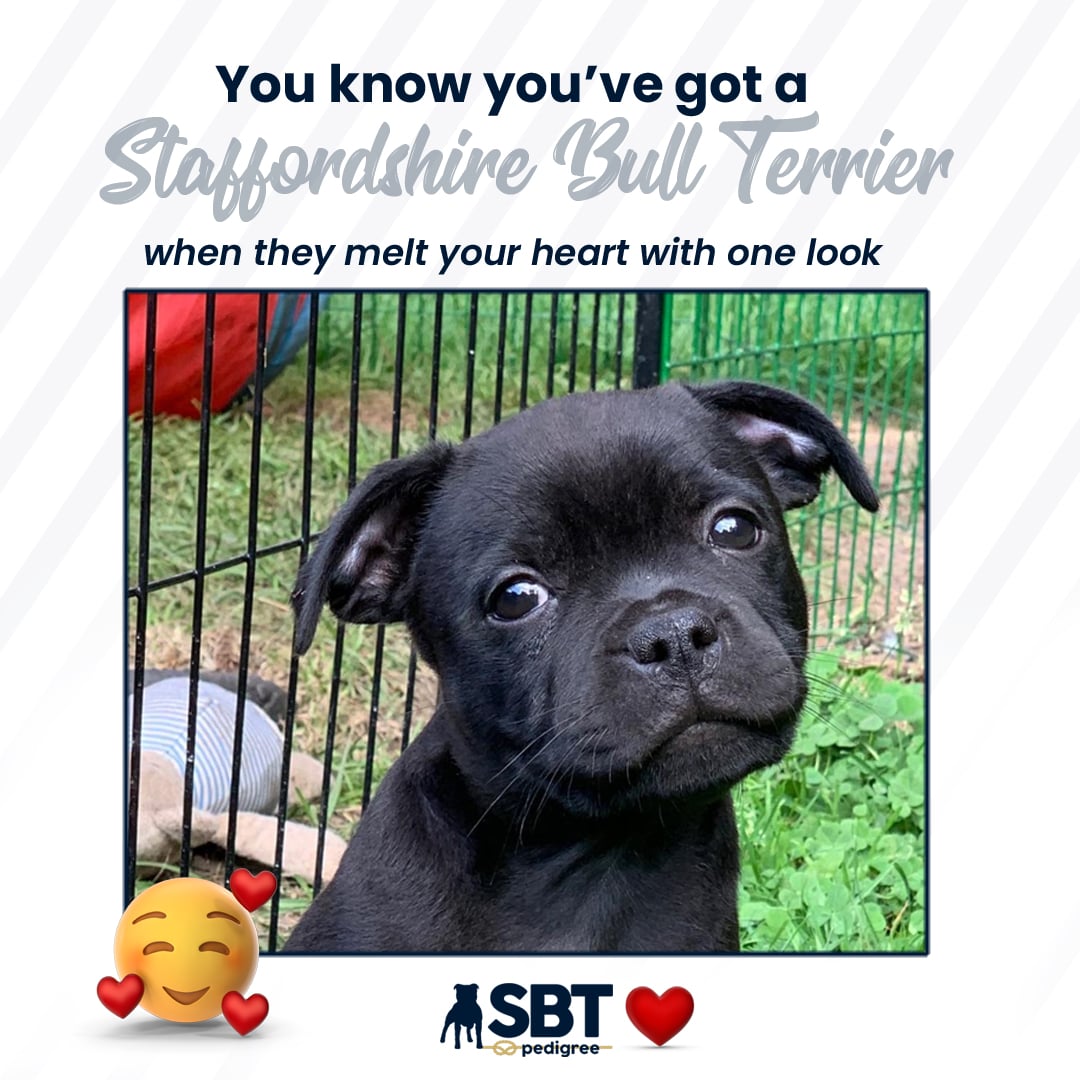 SBT