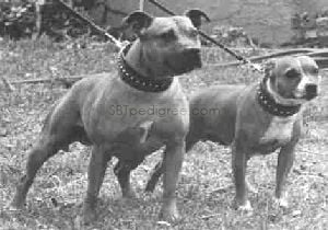 The History of the Staffordshire Bull Terrier in Finland