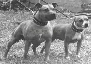 The History of the Staffordshire Bull Terrier in Finland