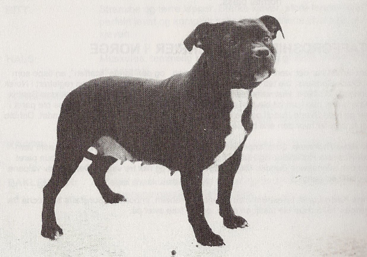 The History of the Staffordshire Bull Terrier in Norway