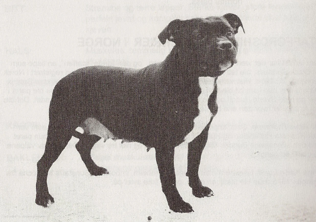 The History of the Staffordshire Bull Terrier in Norway
