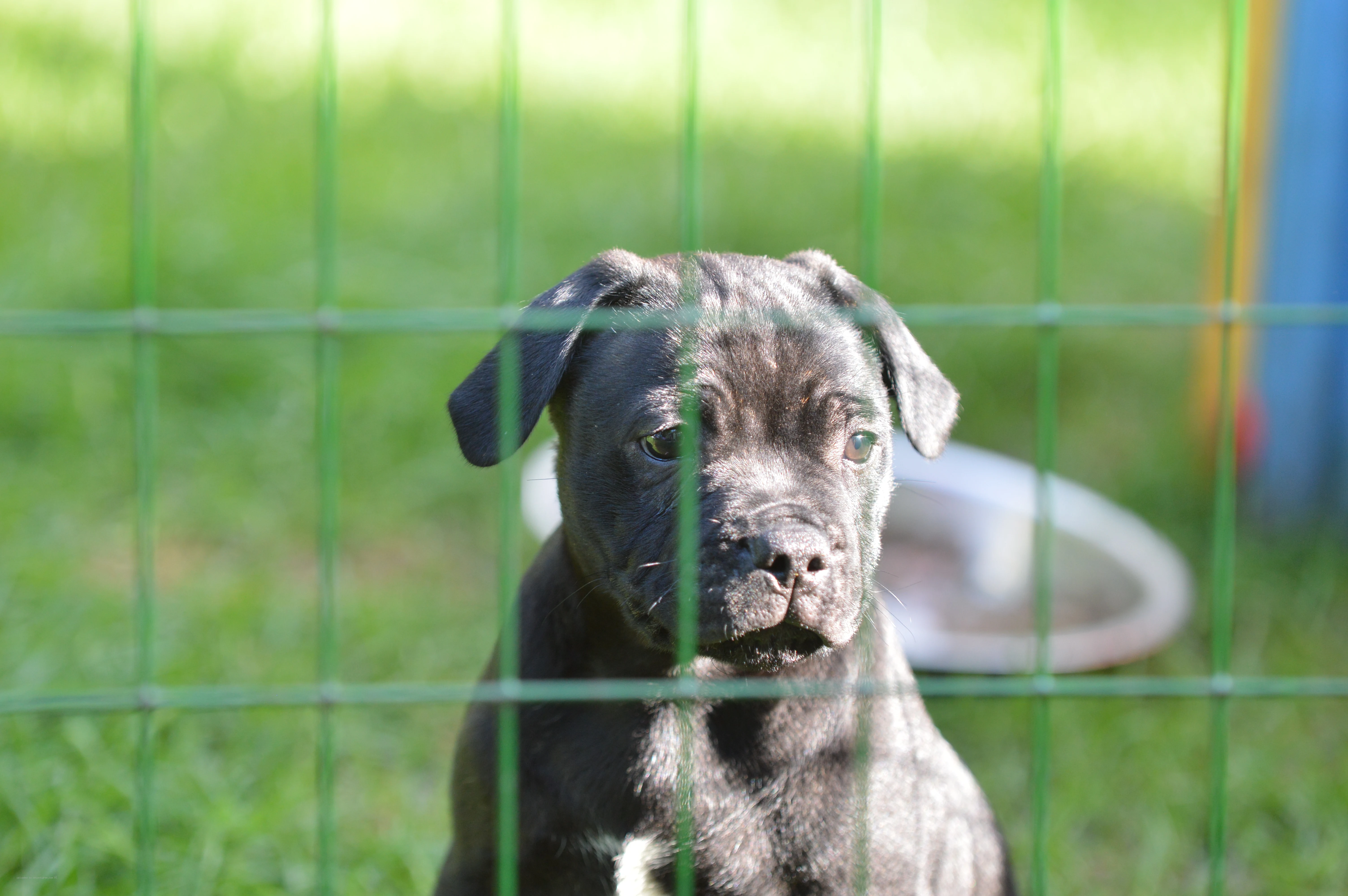 Unethical Breeders