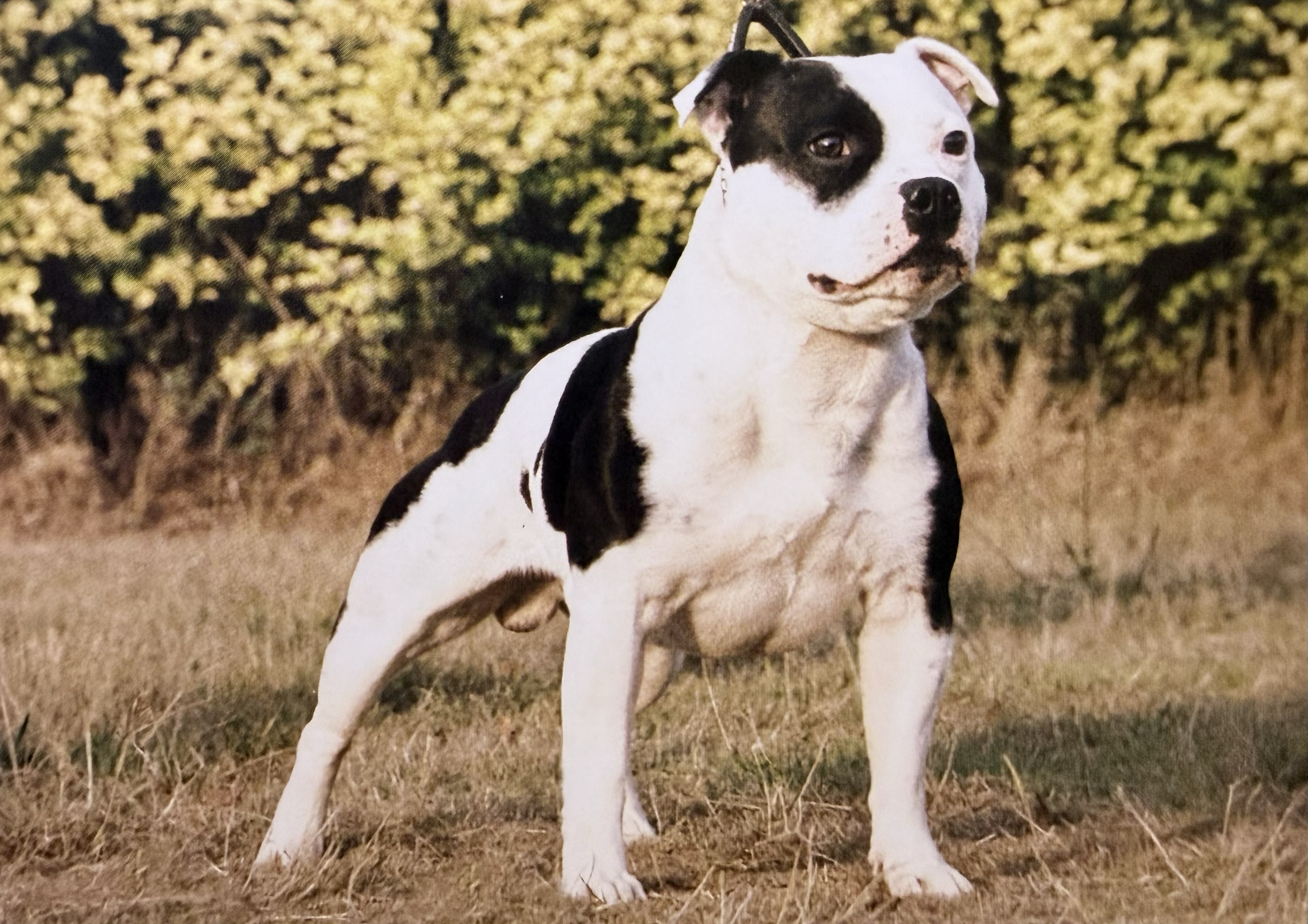 Domino Flashy Lad  – The Story about Arnie