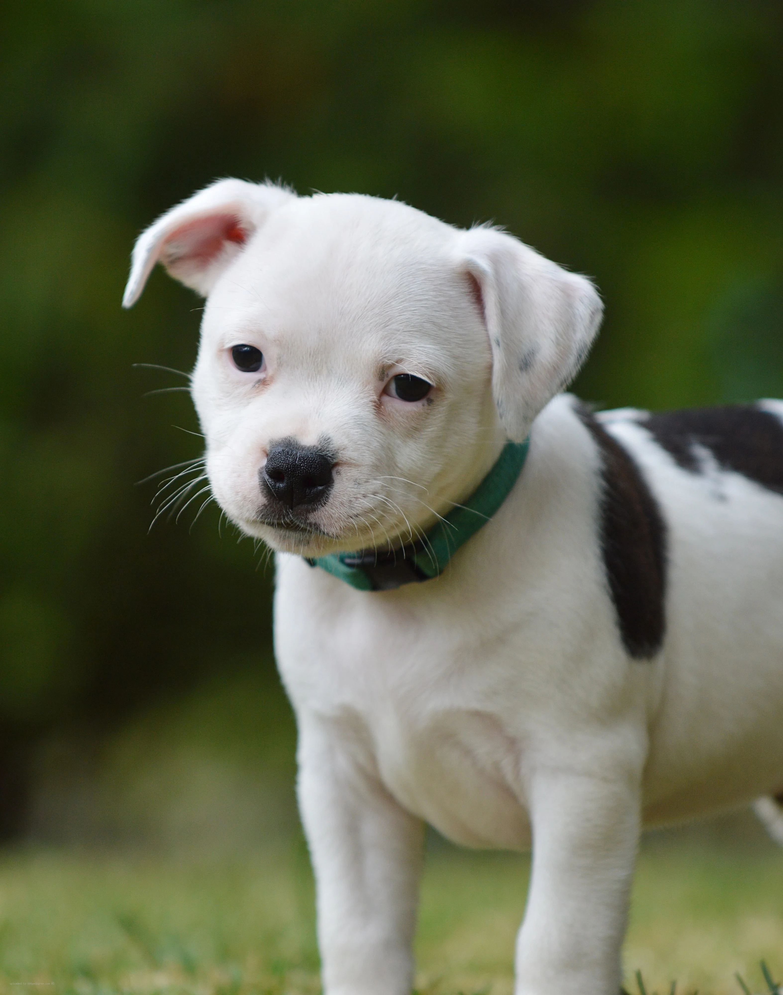 Staffordshire Bull Terrier puppy