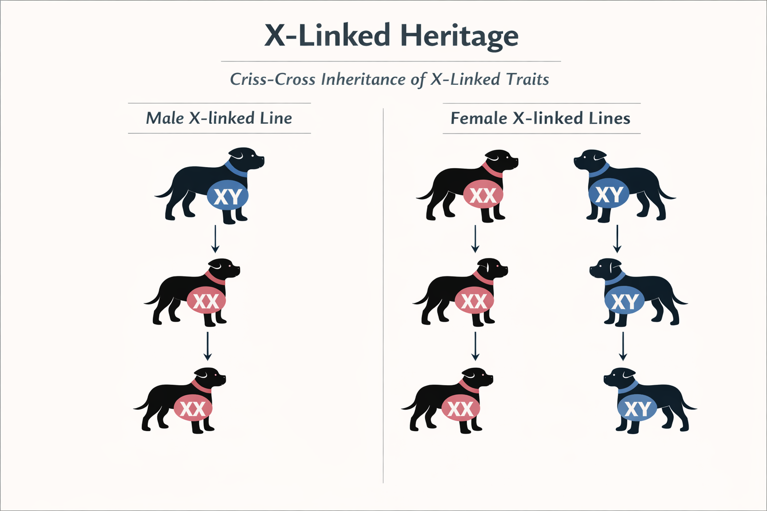 X-Linked Heritage in Breeding