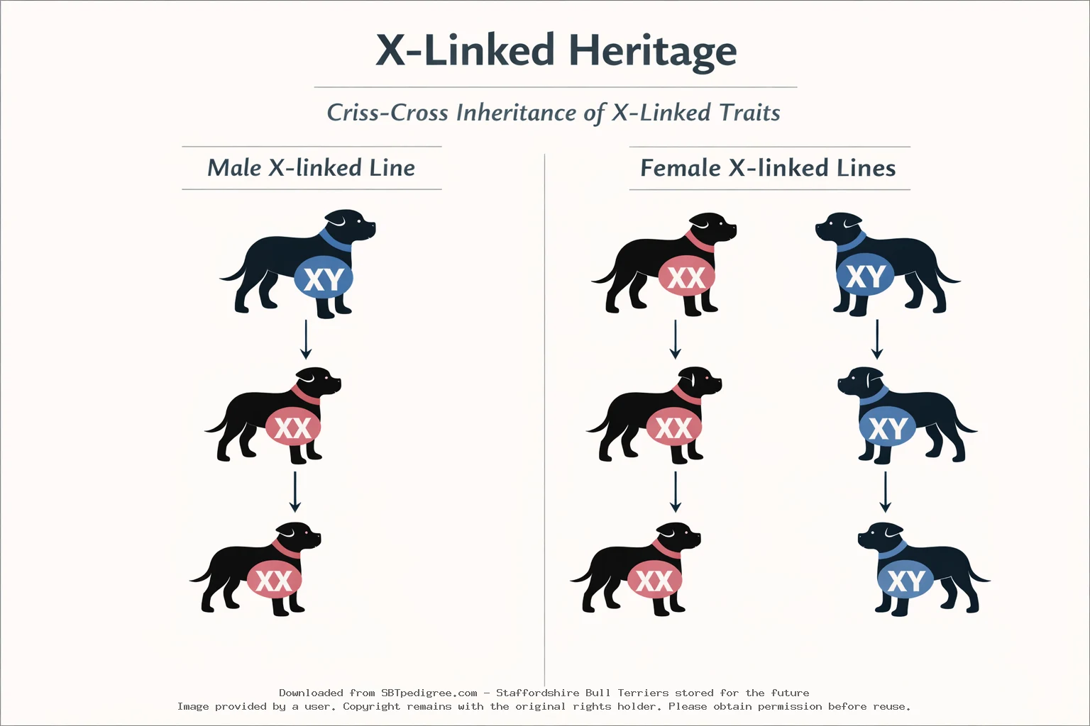 X-Linked Heritage in Breeding