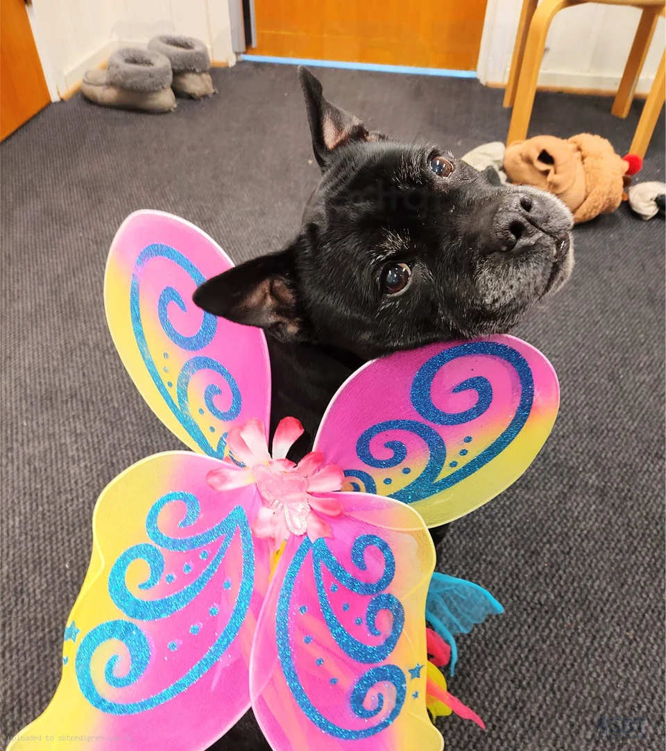 Common Myths and Misconceptions About the Staffordshire Bull Terrier