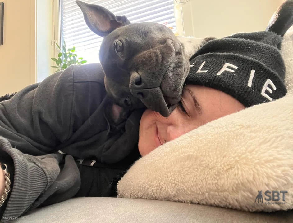 Understanding the Staffordshire Bull Terrier Temperament