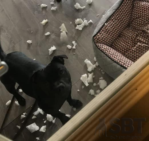 Staffordshire Bull Terrier
