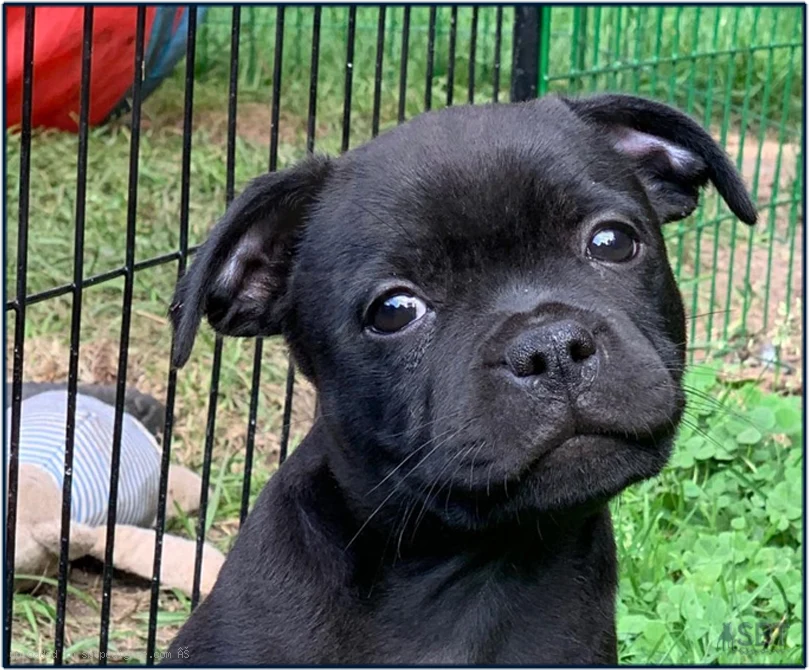 Bringing Home Your Staffordshire Bull Terrier Puppy