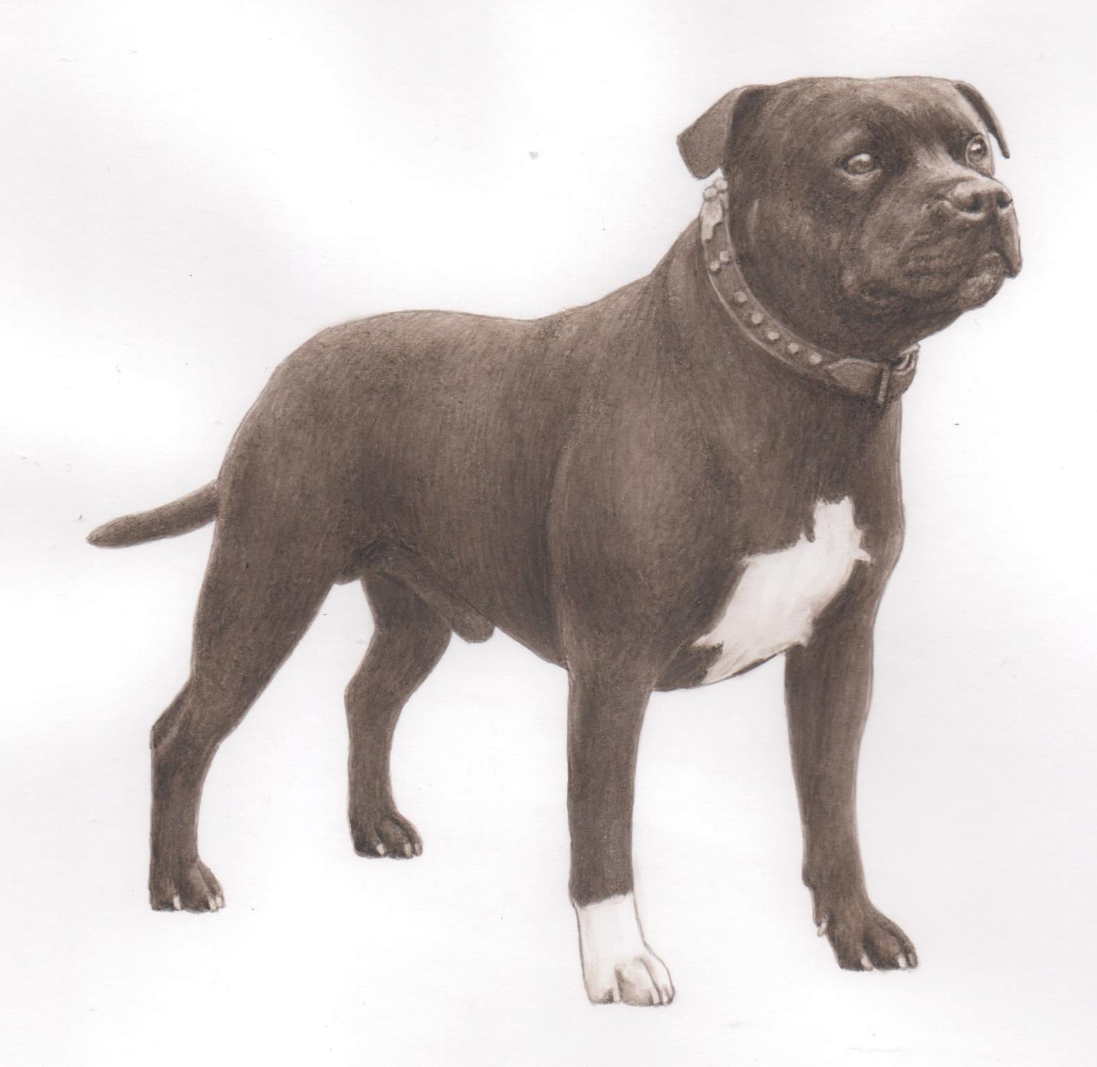 The History of the Staffordshire Bull Terrier in Denmark