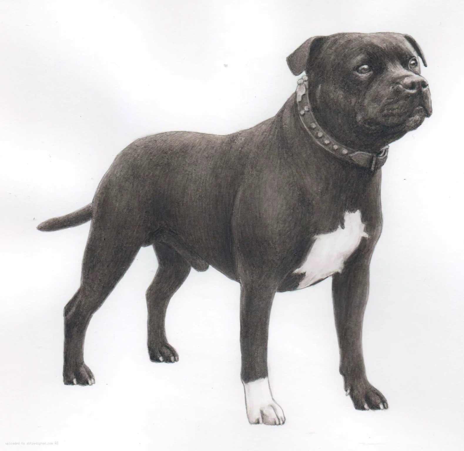 The History of the Staffordshire Bull Terrier in Denmark
