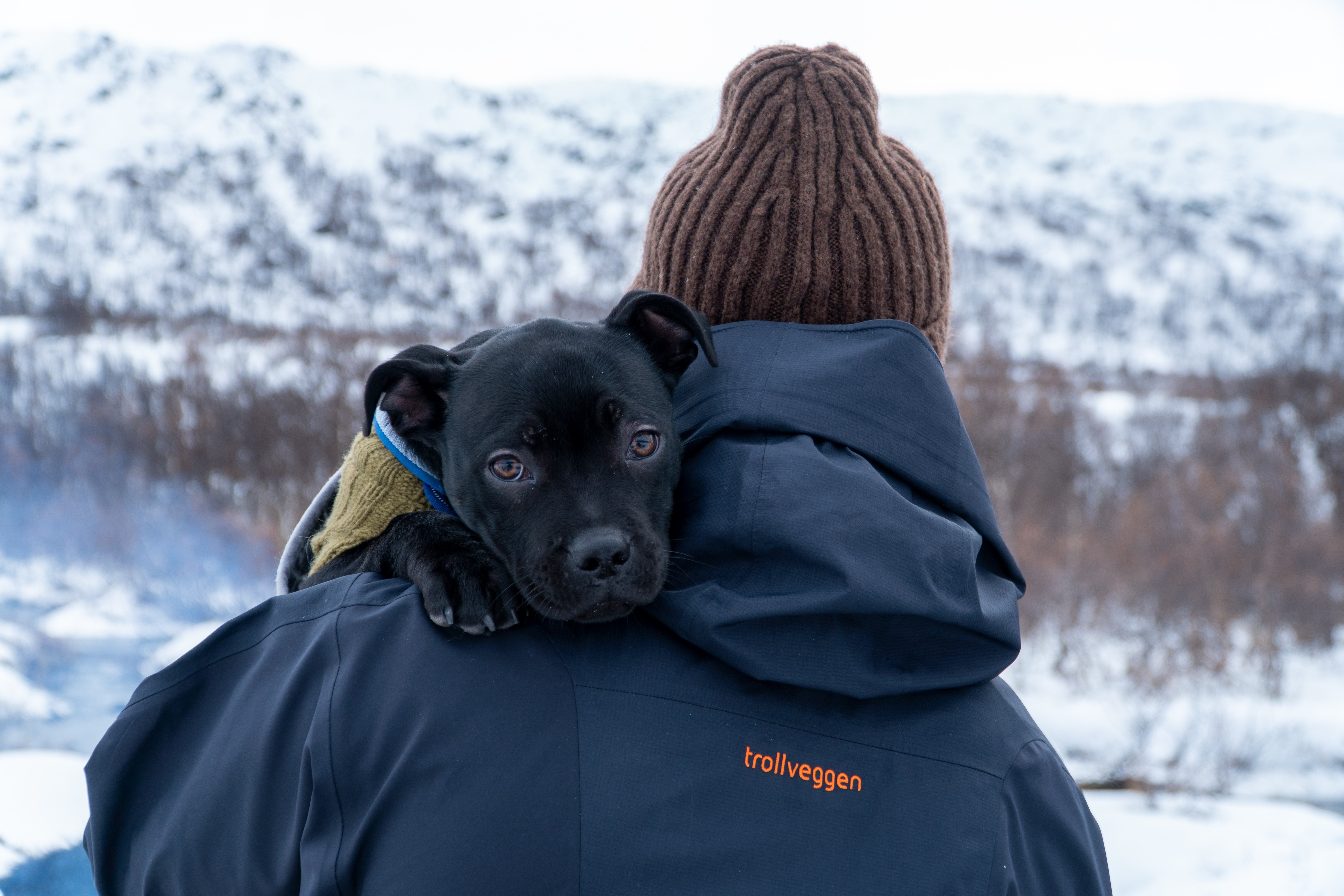 Staffordshire Bull Terrier