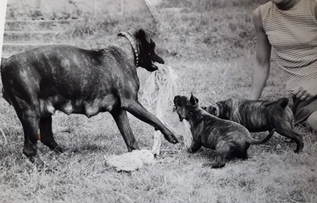 The History of the Staffordshire Bull Terrier in Sweden