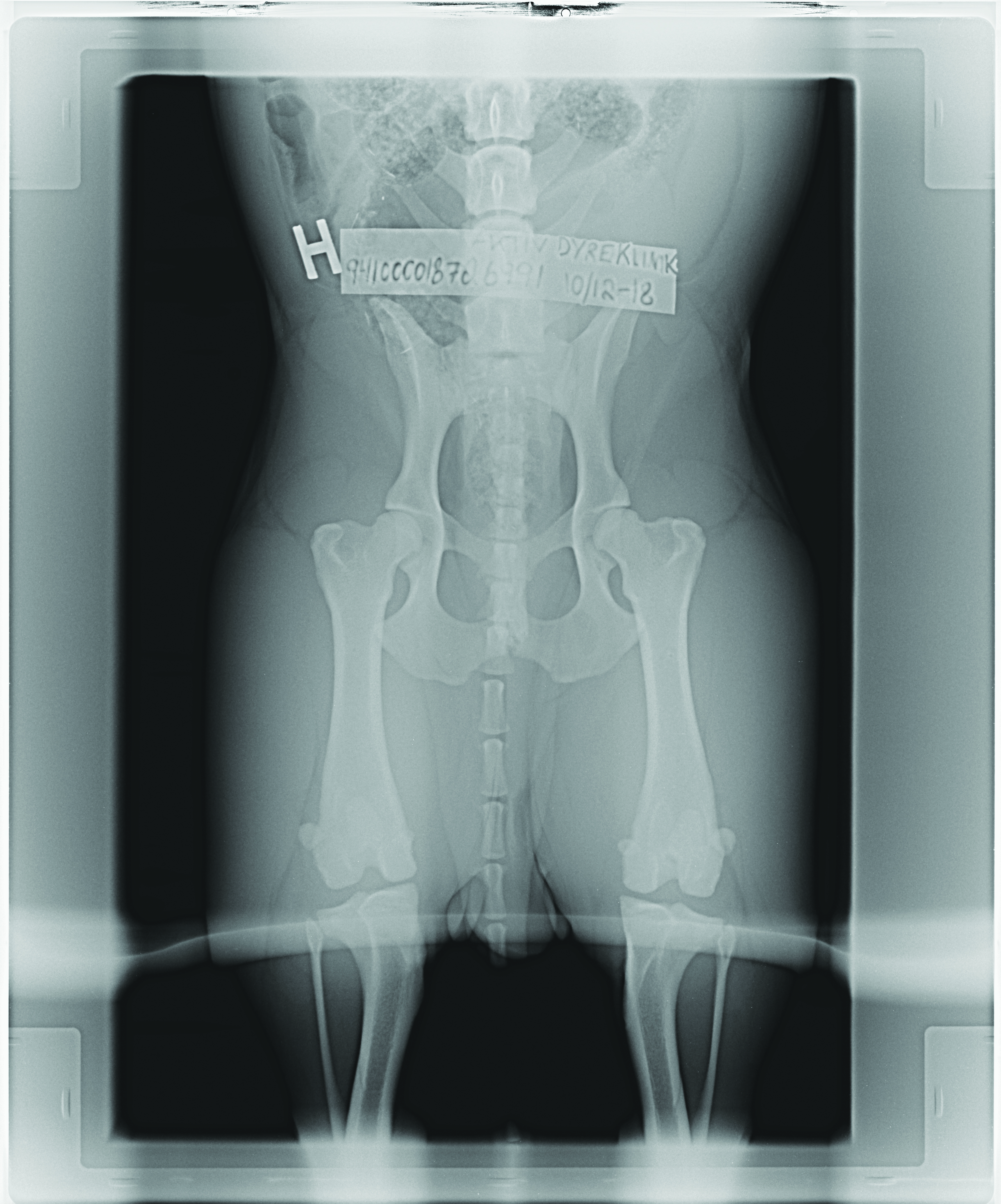 Hip Dysplasia (HD) in Dogs
