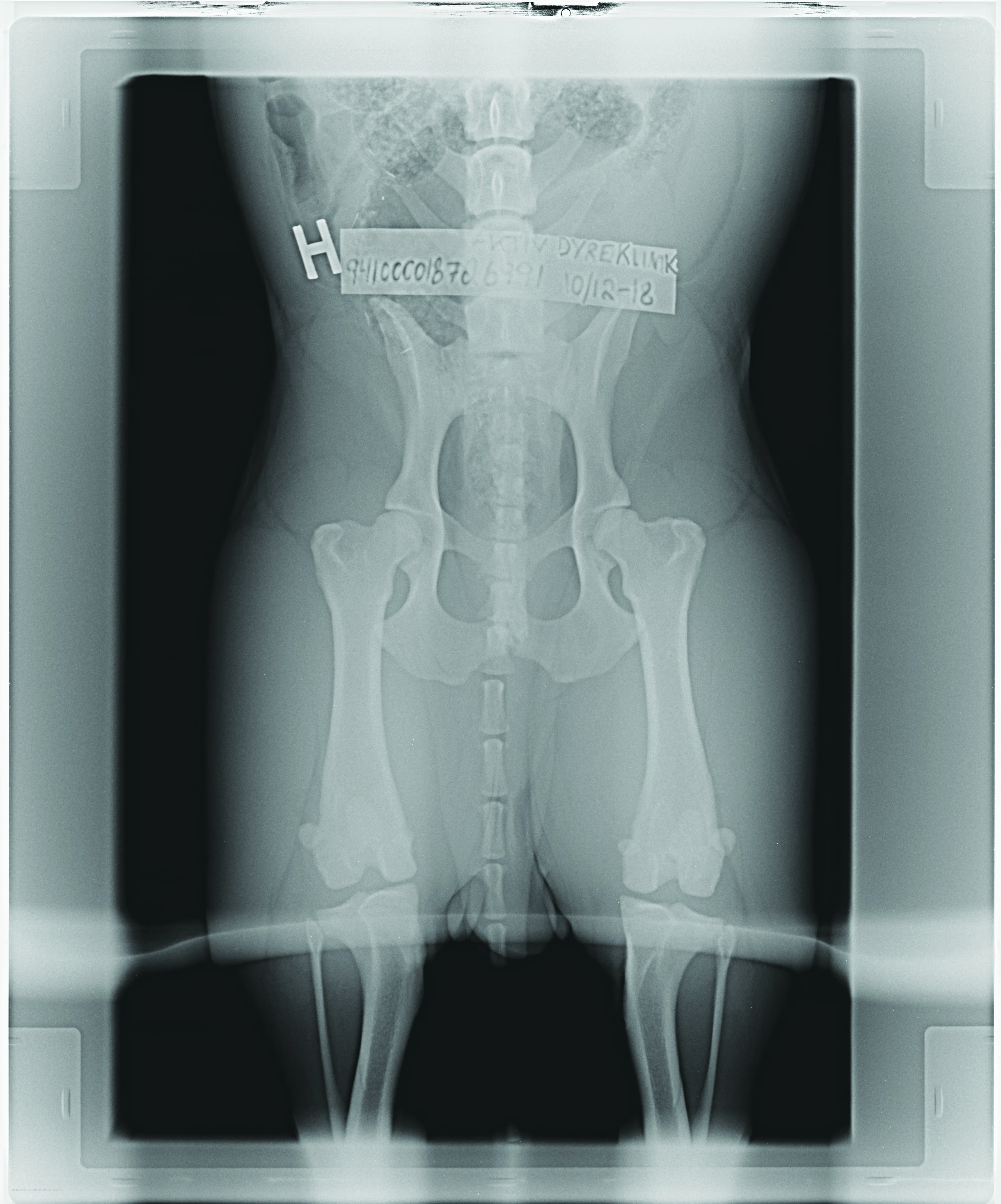 Hip Dysplasia (HD) in Dogs