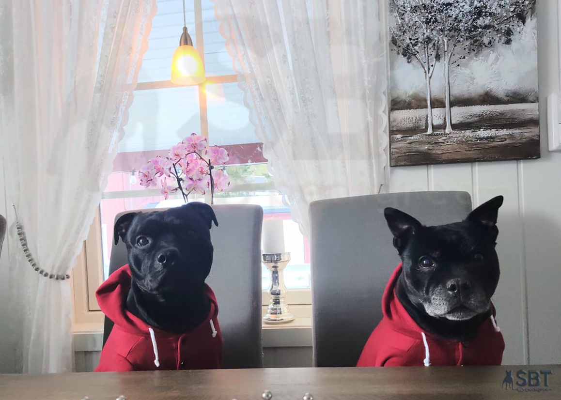 Human like Staffords
