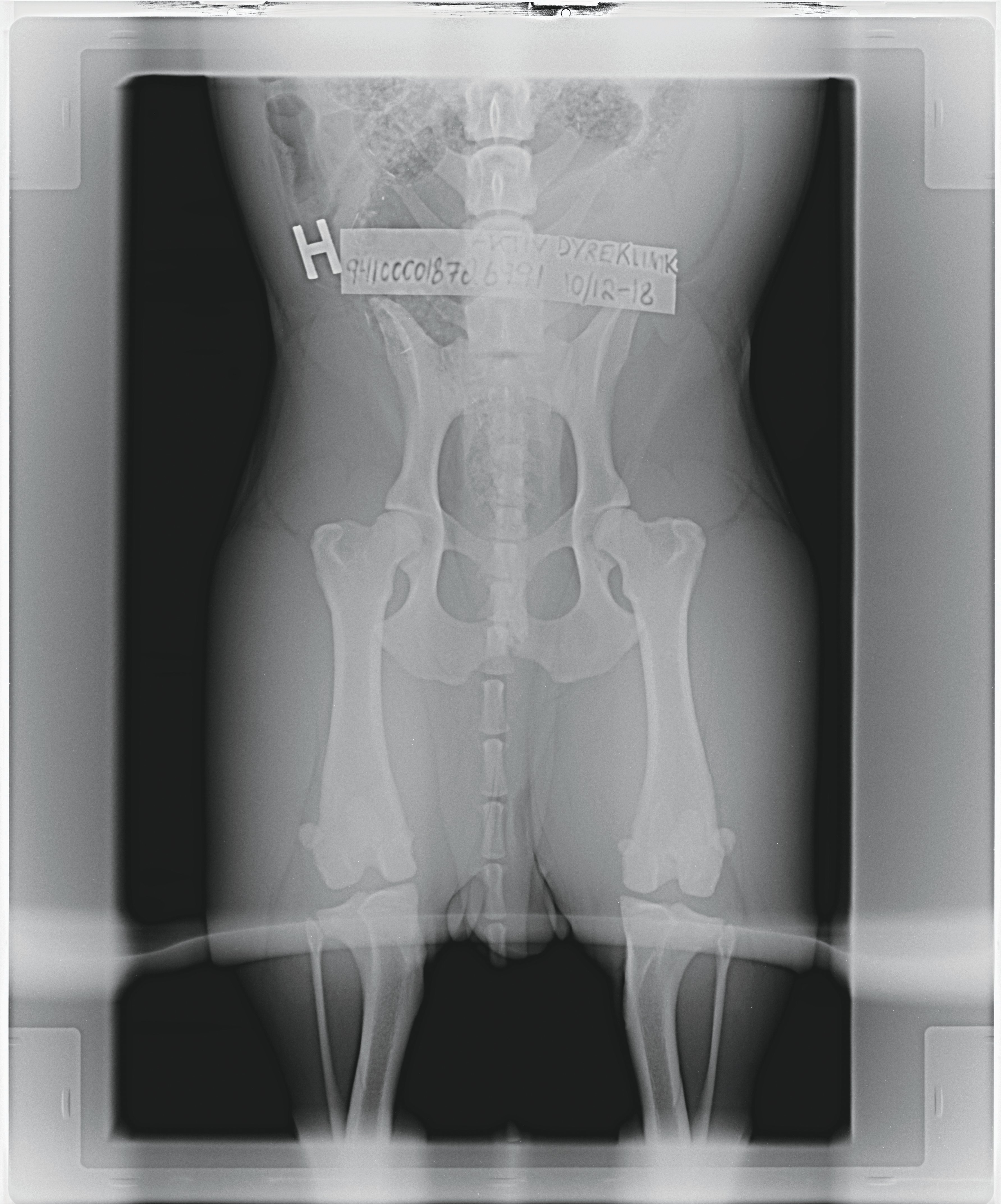 Hip X-Ray of Staffordshire Bull Terrier