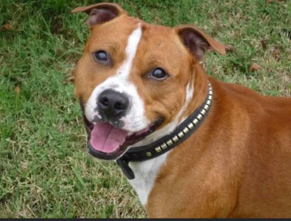 Jonestown's Diesel