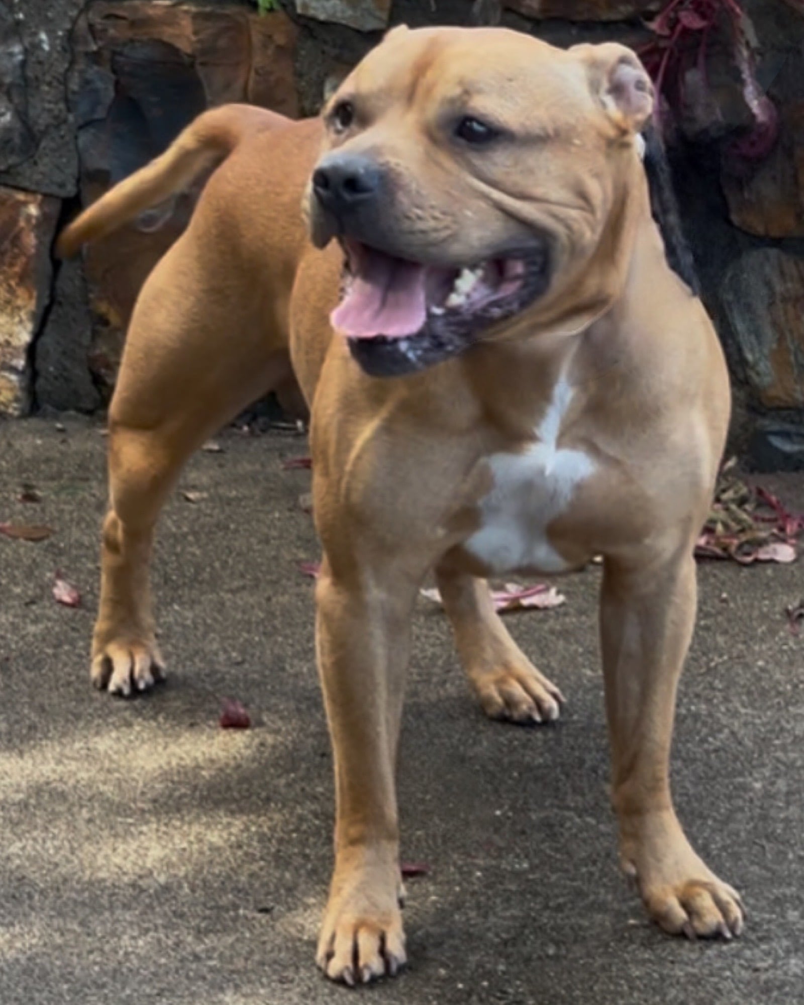 Cadarnan Fly You Fools – SBT stud dog in Australia