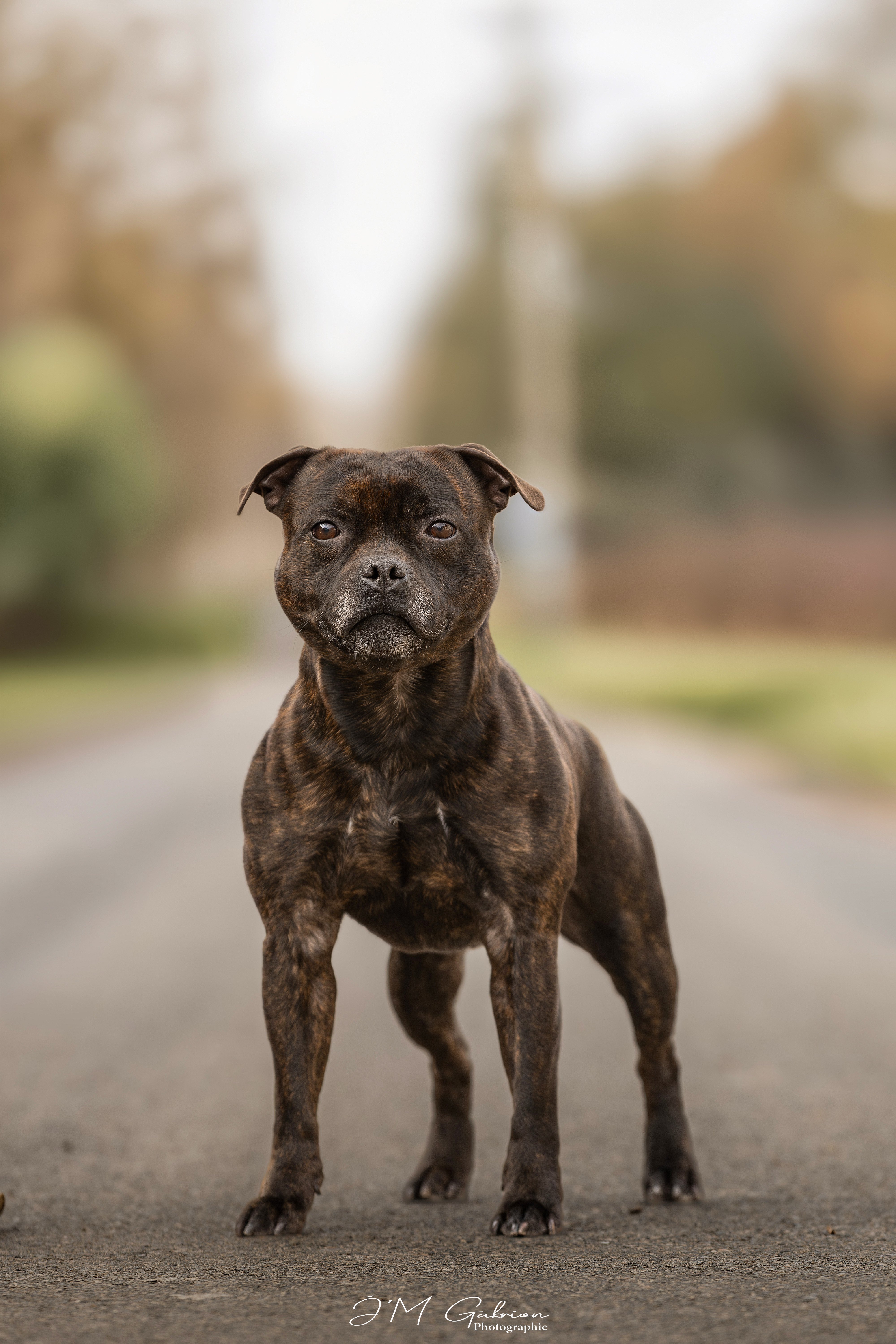 Real Boombastic Mr Lover of Stafford Edition – SBT stud dog in France
