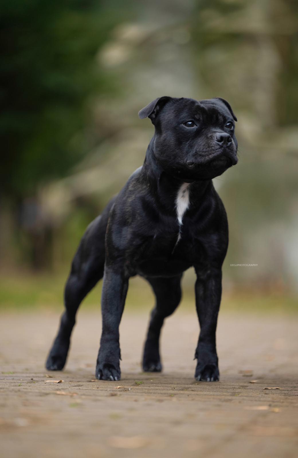 Staffy Paradise Chaman