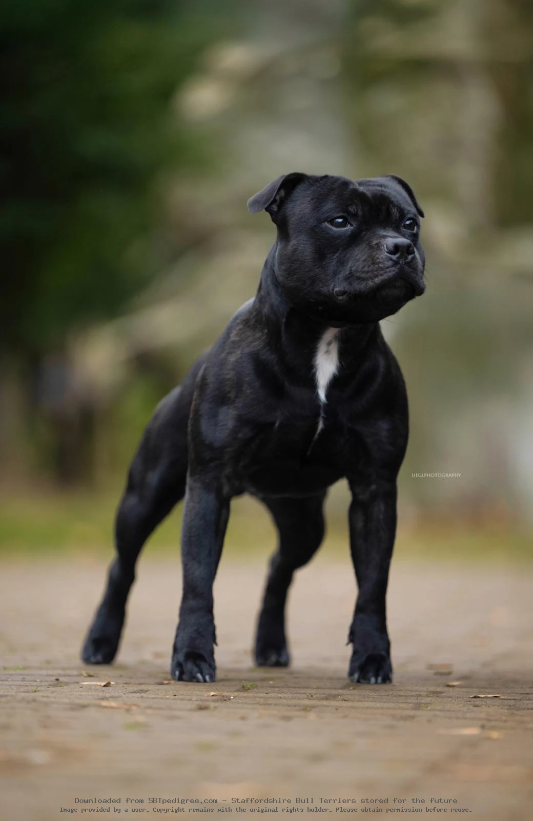 Staffy Paradise Chaman