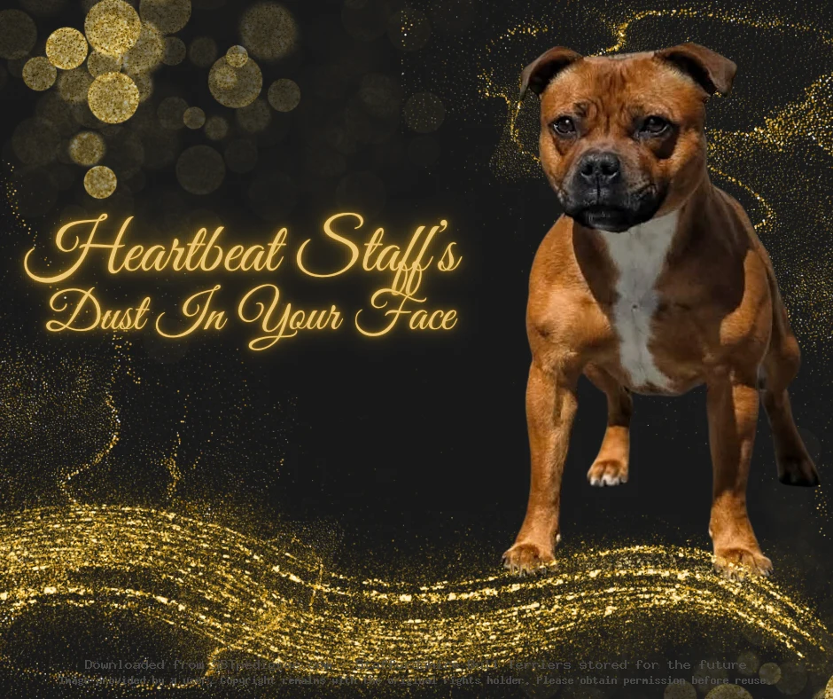 Heartbeat Staff's Dust In Your Face