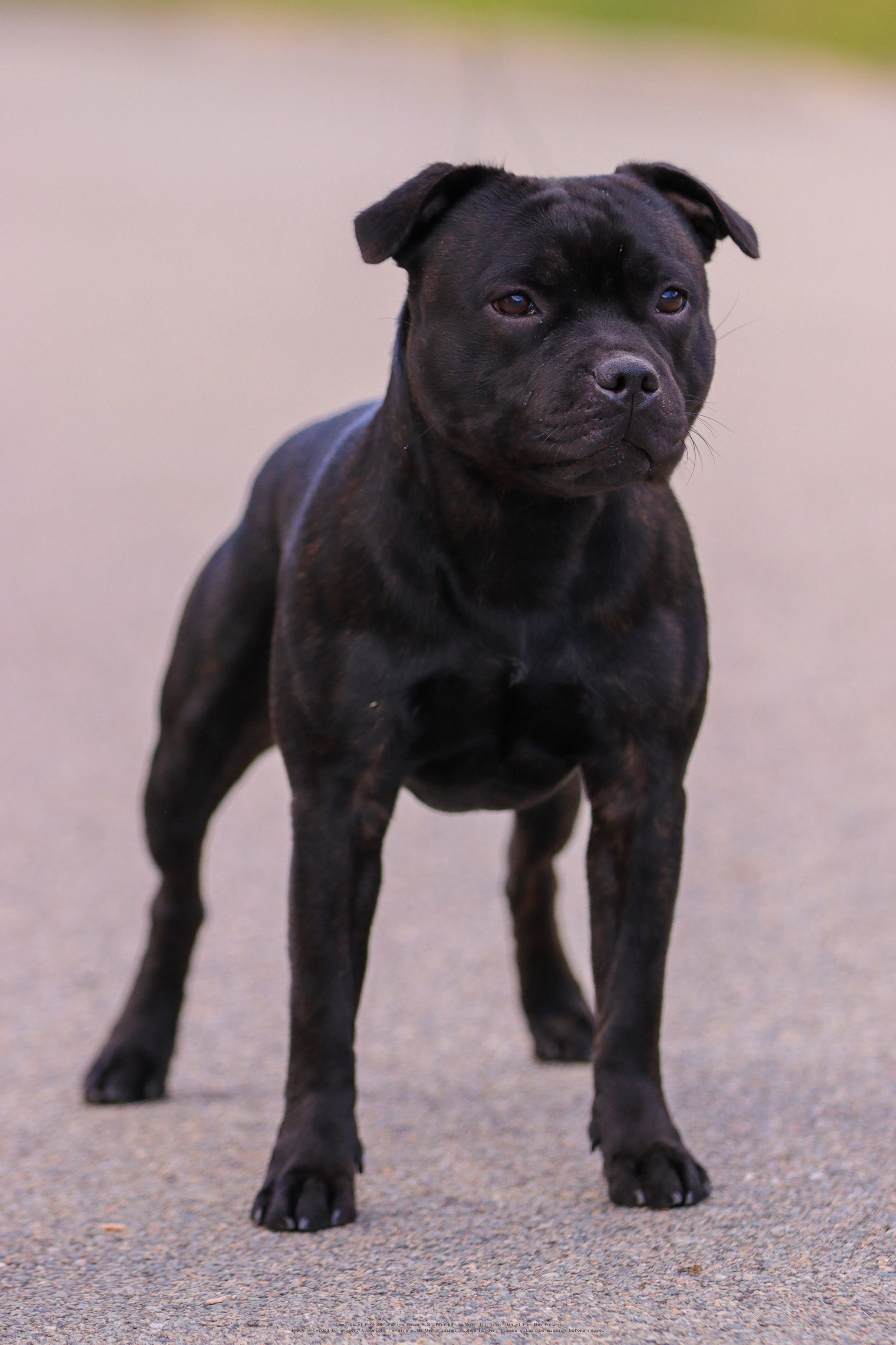 Ares Valor Bee my honey