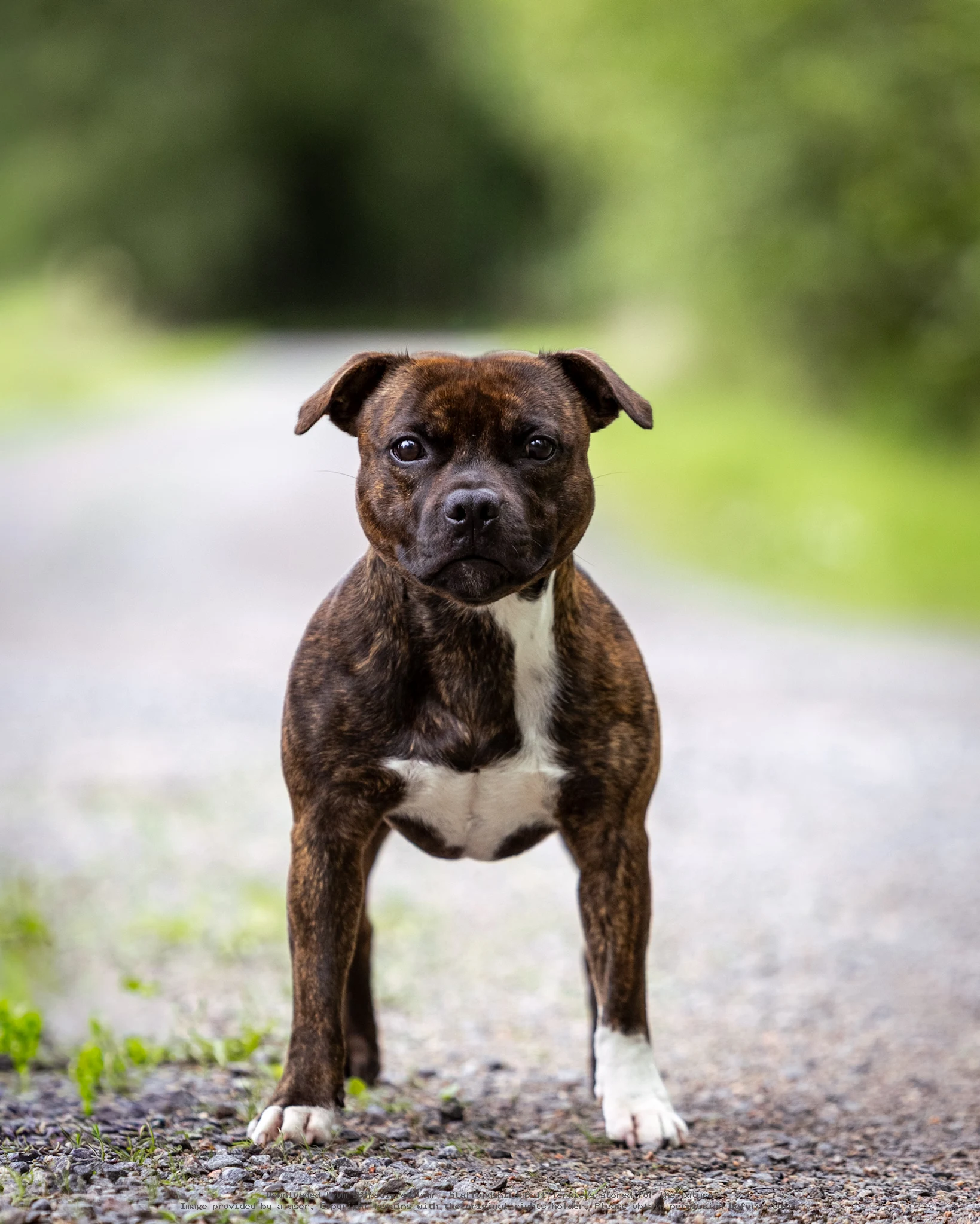 Caninelite Hold My Beer