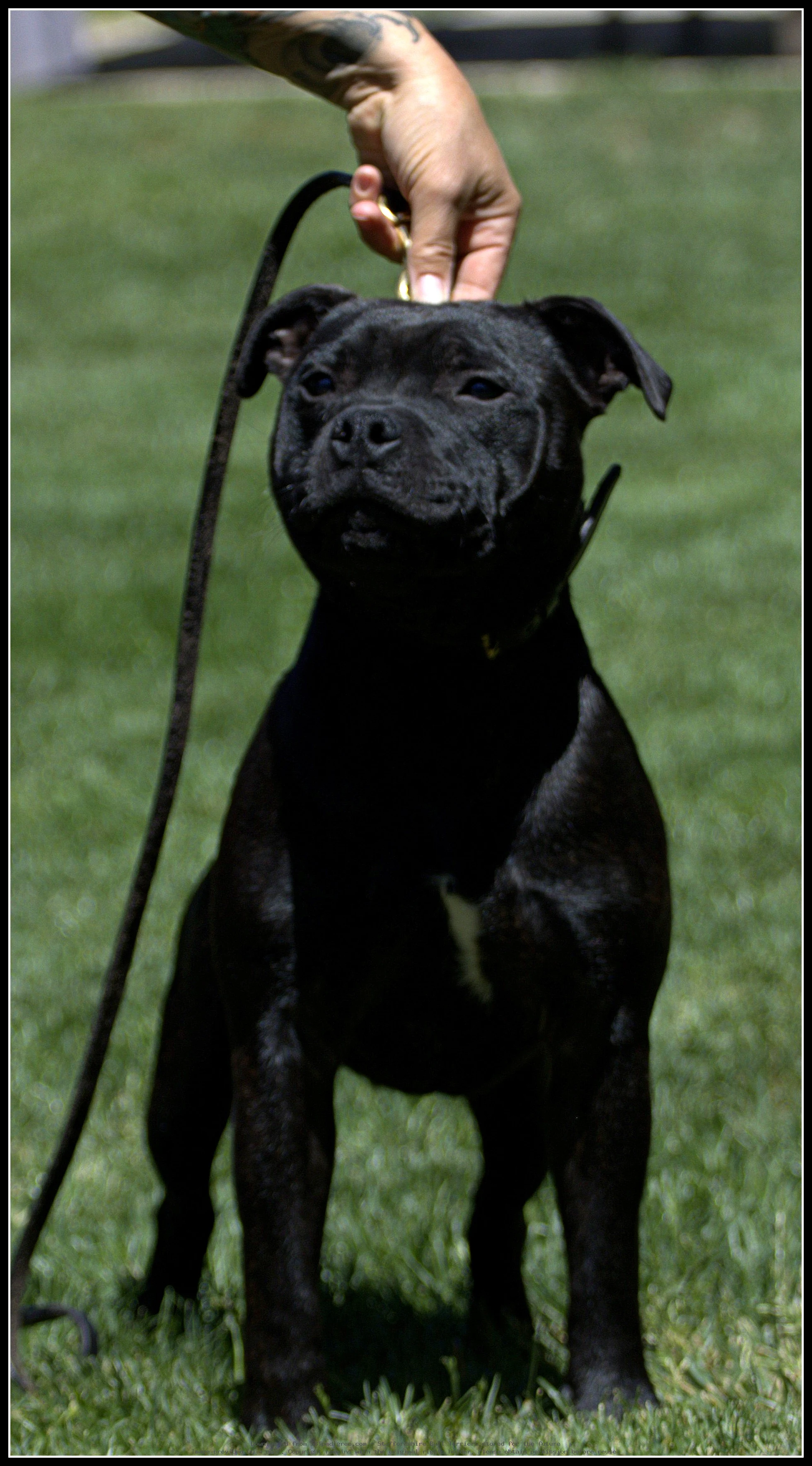 Knight Of The Night Kell In Kennel