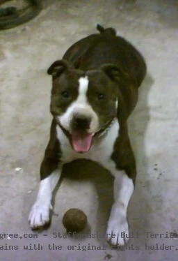Jonestowns Brody
