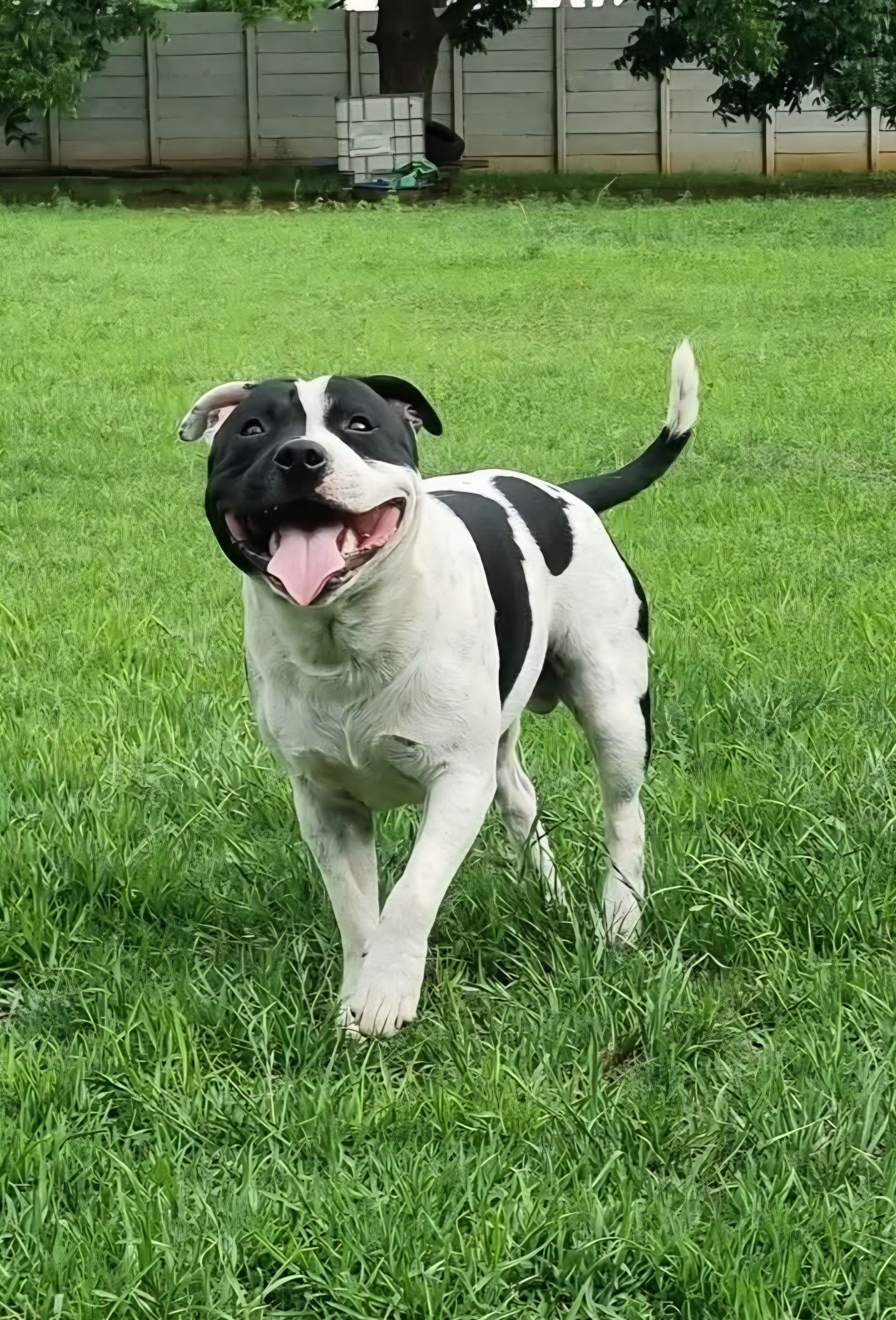  Raminartus Star's Domino – SBT stud dog in South Africa
