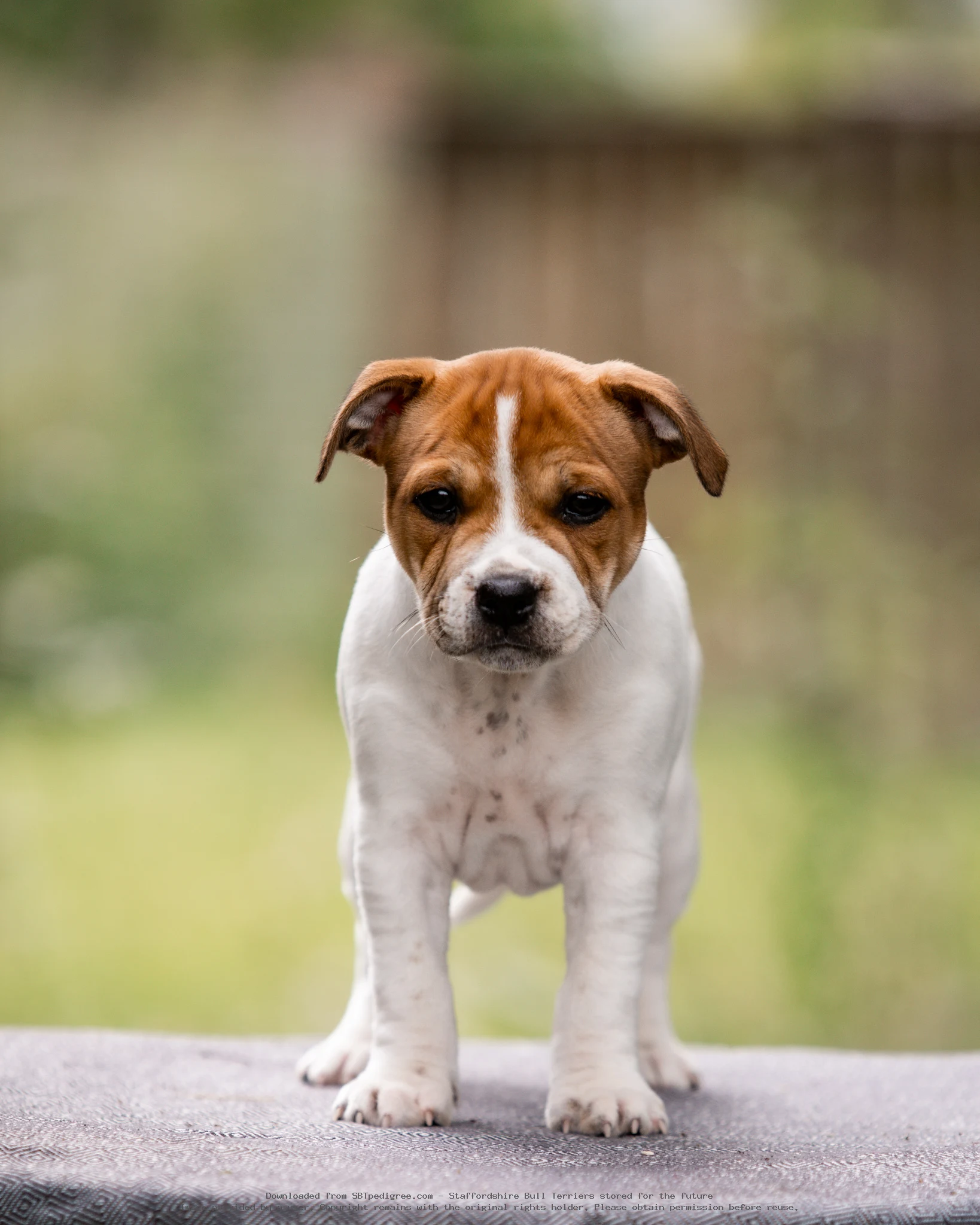 Caninelite Switchblade