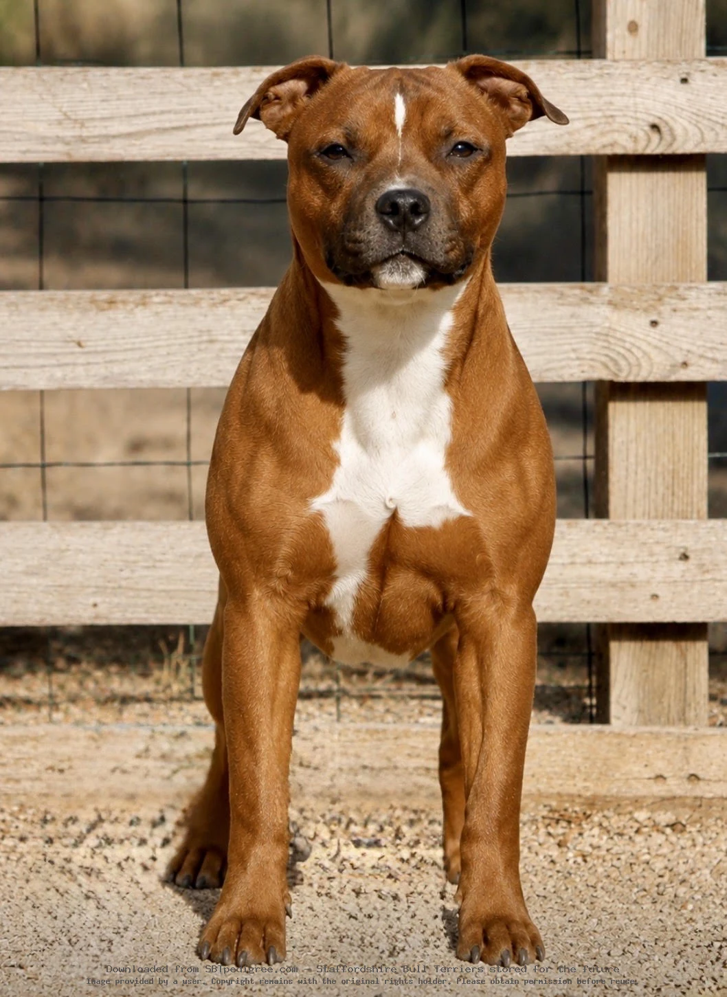 Agamemnon Quality Onde Perfect
