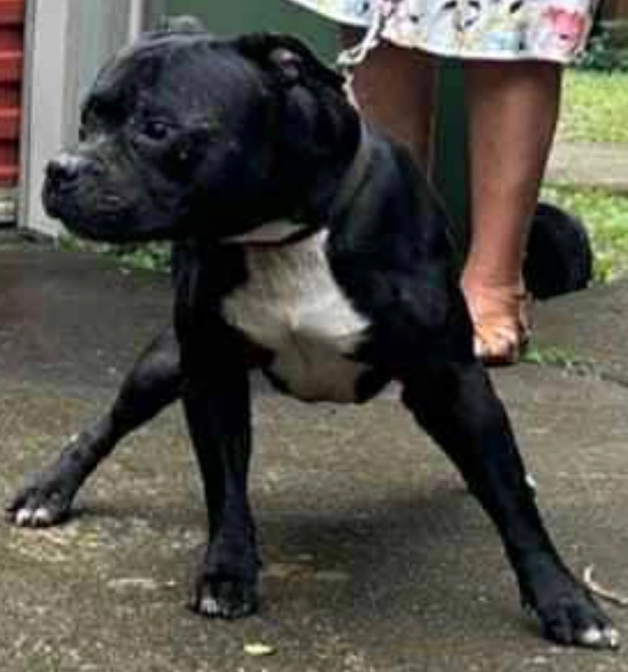 Staffroyale Flamin Bullet – SBT stud dog in Australia