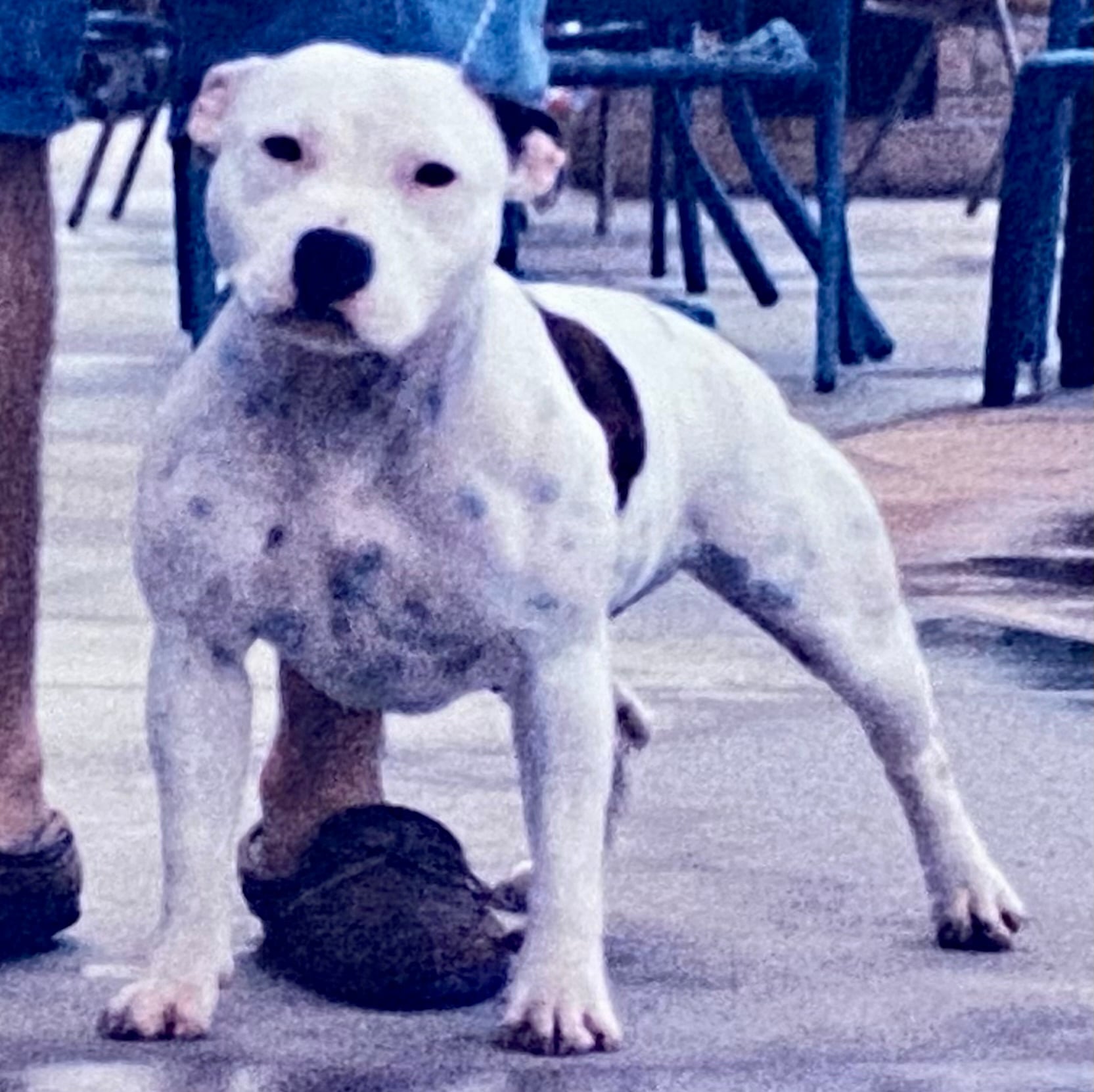 Jonestowns White Lightning