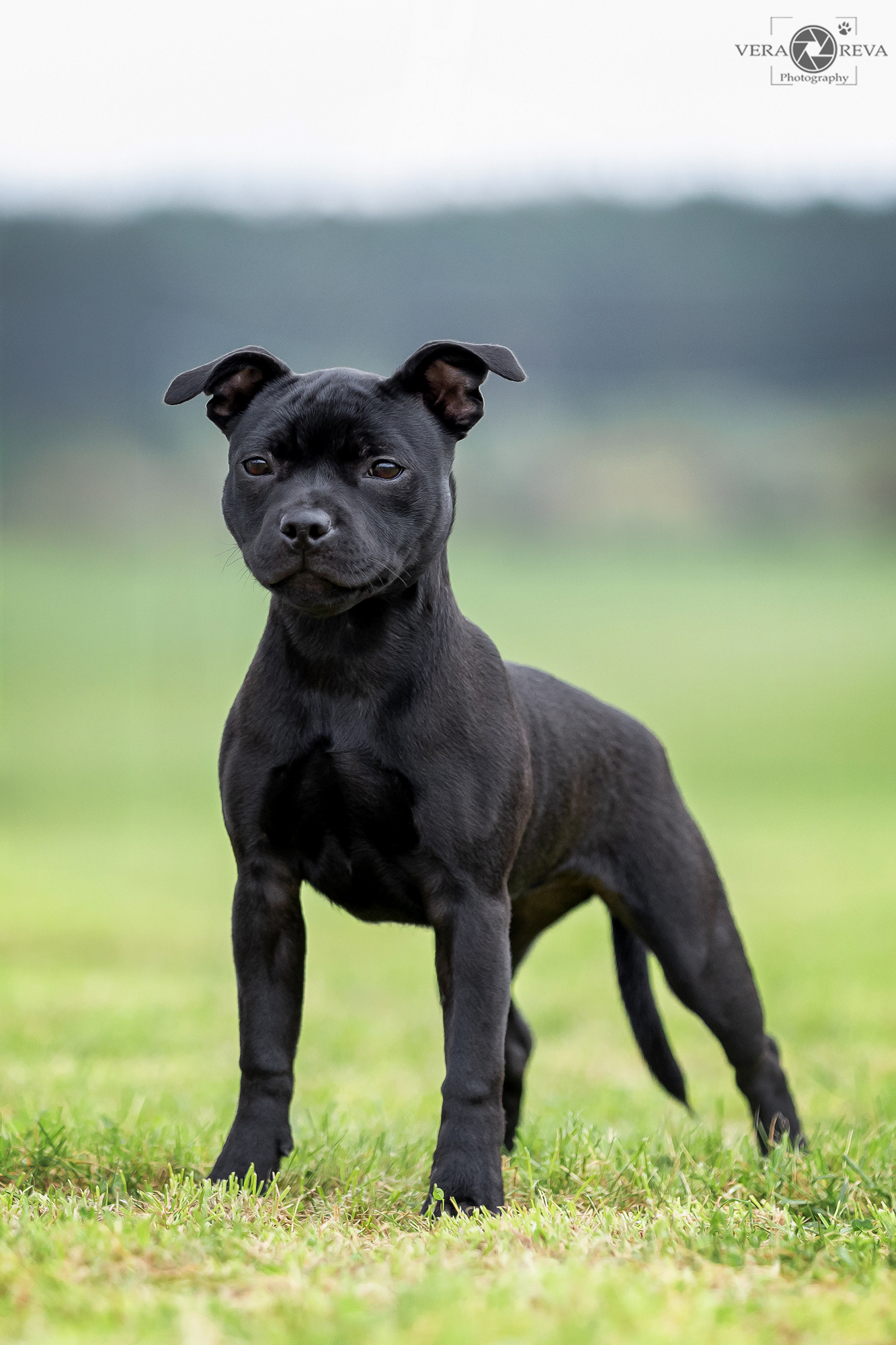 Cocostaff Palma