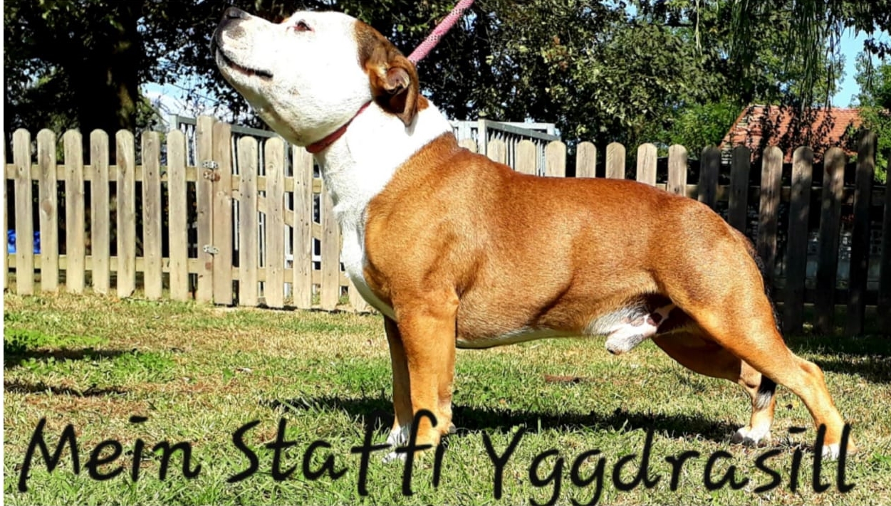 Mein Staffi  Yggdrasill